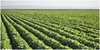 В Красногвардейском районе Республики Адыгея за неделю выявлено четыре нарушения правил использования семян сельскохозяйственных растений