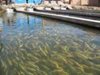 О выявлении нарушений ветеринарно-санитарных правил рыбоводного хозяйства в Белореченском районе