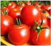 О запрете ввоза зараженной партии томатов из Турции