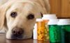 О нахождении в гражданском обороте контрафактных лекарственных препаратов для ветеринарного применения