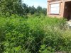 О наложении штрафа на садовое товарищество в Горячем Ключе за заросли амброзии