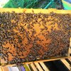 Россельхознадзор вводит ограничения на ввоз в Россию пчелопакетов из Узбекистана и Казахстана