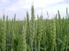 Южным межрегиональным управлением Россельхознадзора прекращено действие 785 недостоверных деклараций о соответствии на зерно