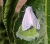 Наступает период активности опасного карантинного вредителя- американской белой бабочки 