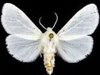В Сочи проводится ликвидация американской белой бабочки 