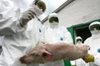 О новых очагах АЧС среди домашних свиней на территории ЕС