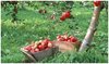 10 660 саженцев яблони не проверены на качество перед высадкой