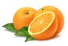 Средиземноморская плодовая муха прибыла из Египта в апельсинах