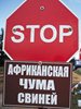 О выявлении заболевания АЧС в Усть-Лабинском районе