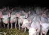 Профилактический визит проведен на предприятии по содержанию и разведению свиней в Калининском районе 