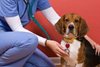 О выявлении контрафактных лекарственных средств для ветеринарного применения