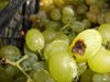 Ввоз 34 тонн винограда с мухой запрещен