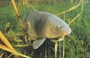 В 2015 году в прудовом хозяйстве рыбу не исследовали – наложен штраф