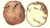 О запрете использования на территории России зараженного картофеля из Нидерландов