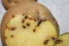 О задержании в порту «Новороссийск» зараженного картофеля из Израиля
