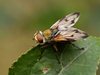 Более 1,5 тысяч тонн растительной продукции, зараженной средиземноморской плодовой мухой, запрещено к ввозу 