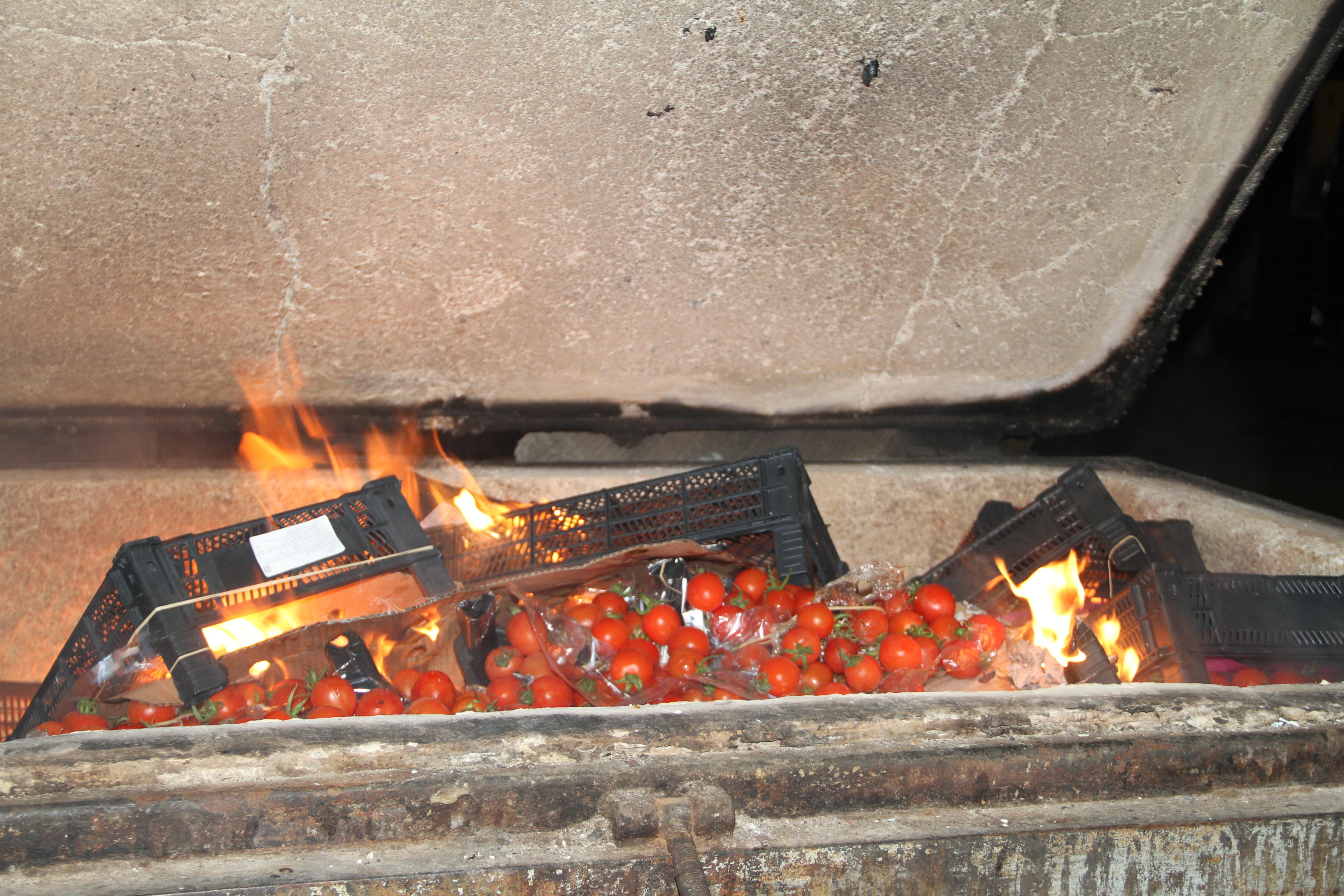 Уничтожение путем сжигания. Уничтожение томат путем сожжение.