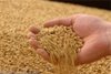 На складе в Ейске в крупной партии пшеницы обнаружены семена карантинного объекта