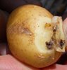 Более 300 тонн  картофеля из Египта разрешено к ввозу в Российскую Федерацию после проведения обеззараживания