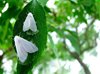 На территории города-курорта Анапа выявлен новый очаг распространения американской белой бабочки