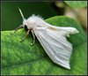 Внимание! Американская белая бабочка