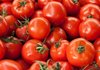 Партия томатов свежих из Египта разрешена к ввозу в Российскую Федерацию после проведения обеззараживания