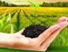 Фермер из Мостовского района привлечен к ответственности за нарушение регламента применения пестицида