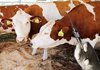 На ферме по содержанию разведению крупного рогатого скота в Брюховецком районе проведен профилактический визит