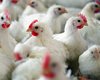 Мероприятия по недопущению возникновения и распространения гриппа птиц