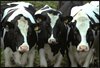 Профилактический визит состоялся на предприятие по содержанию и разведению крупного рогатого скота в Щербиновском районе